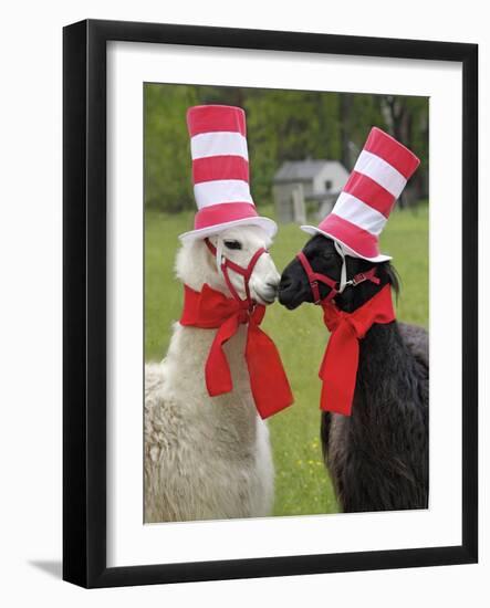 USA, Pennsylvania, Erie. Two Llamas Dressed Humorously-Jaynes Gallery-Framed Photographic Print