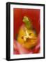 USA, Pennsylvania. Frog Inside Tulip-Jaynes Gallery-Framed Premium Photographic Print