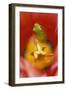 USA, Pennsylvania. Frog Inside Tulip-Jaynes Gallery-Framed Photographic Print