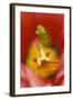 USA, Pennsylvania. Frog Inside Tulip-Jaynes Gallery-Framed Photographic Print