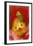 USA, Pennsylvania. Frog Inside Tulip-Jaynes Gallery-Framed Photographic Print