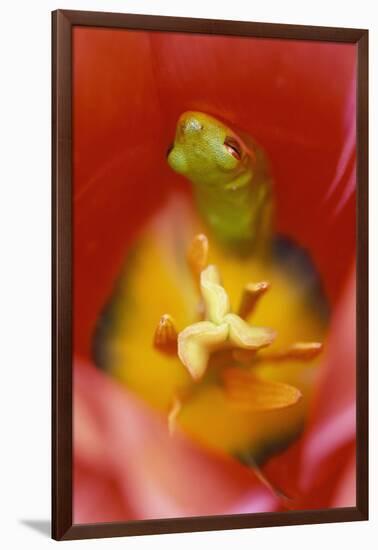 USA, Pennsylvania. Frog Inside Tulip-Jaynes Gallery-Framed Photographic Print