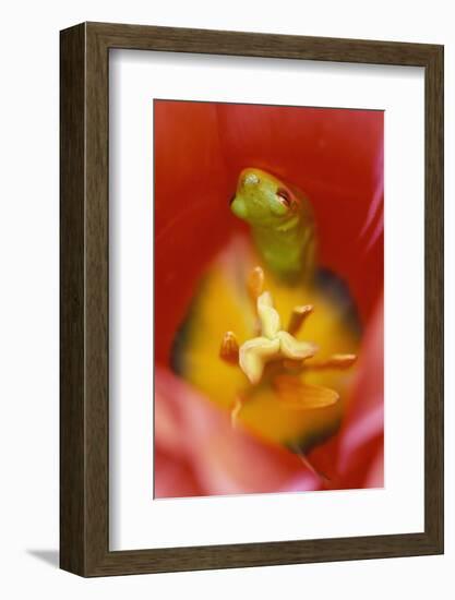 USA, Pennsylvania. Frog Inside Tulip-Jaynes Gallery-Framed Photographic Print