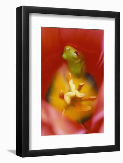 USA, Pennsylvania. Frog Inside Tulip-Jaynes Gallery-Framed Photographic Print