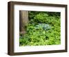 USA, Pennsylvania. Garden bed with different colors and textures.-Julie Eggers-Framed Photographic Print