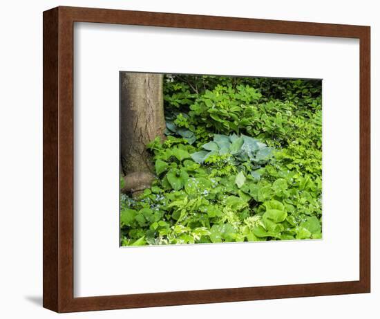 USA, Pennsylvania. Garden bed with different colors and textures.-Julie Eggers-Framed Photographic Print