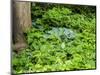 USA, Pennsylvania. Garden bed with different colors and textures.-Julie Eggers-Mounted Photographic Print