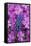 USA, Pennsylvania. Grape Hyacinth and Phlox Flowers in Garden-Jaynes Gallery-Framed Stretched Canvas