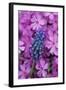 USA, Pennsylvania. Grape Hyacinth and Phlox Flowers in Garden-Jaynes Gallery-Framed Photographic Print