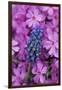 USA, Pennsylvania. Grape Hyacinth and Phlox Flowers in Garden-Jaynes Gallery-Framed Photographic Print