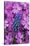 USA, Pennsylvania. Grape Hyacinth and Phlox Flowers in Garden-Jaynes Gallery-Stretched Canvas