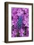 USA, Pennsylvania. Grape Hyacinth and Phlox Flowers in Garden-Jaynes Gallery-Framed Photographic Print