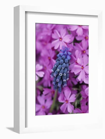 USA, Pennsylvania. Grape Hyacinth and Phlox Flowers in Garden-Jaynes Gallery-Framed Photographic Print