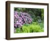 USA, Pennsylvania. Hydrangea shrub and park bench.-Julie Eggers-Framed Photographic Print