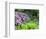USA, Pennsylvania. Hydrangea shrub and park bench.-Julie Eggers-Framed Photographic Print