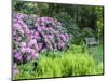USA, Pennsylvania. Hydrangea shrub and park bench.-Julie Eggers-Mounted Photographic Print
