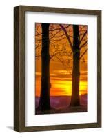 USA, Pennsylvania, King of Prussia. Tree Silhouette at Sunrise-Jay O'brien-Framed Photographic Print