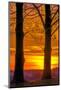 USA, Pennsylvania, King of Prussia. Tree Silhouette at Sunrise-Jay O'brien-Mounted Photographic Print