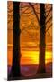 USA, Pennsylvania, King of Prussia. Tree Silhouette at Sunrise-Jay O'brien-Mounted Premium Photographic Print