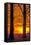 USA, Pennsylvania, King of Prussia. Tree Silhouette at Sunrise-Jay O'brien-Framed Stretched Canvas