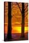 USA, Pennsylvania, King of Prussia. Tree Silhouette at Sunrise-Jay O'brien-Stretched Canvas