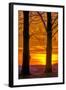 USA, Pennsylvania, King of Prussia. Tree Silhouette at Sunrise-Jay O'brien-Framed Photographic Print