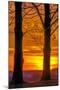 USA, Pennsylvania, King of Prussia. Tree Silhouette at Sunrise-Jay O'brien-Mounted Photographic Print
