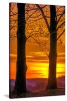 USA, Pennsylvania, King of Prussia. Tree Silhouette at Sunrise-Jay O'brien-Stretched Canvas