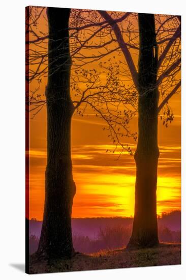 USA, Pennsylvania, King of Prussia. Tree Silhouette at Sunrise-Jay O'brien-Stretched Canvas