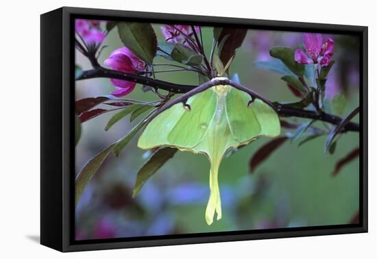 USA, Pennsylvania. Luna Moth on Cherry Tree in Spring-Jaynes Gallery-Framed Stretched Canvas