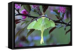 USA, Pennsylvania. Luna Moth on Cherry Tree in Spring-Jaynes Gallery-Framed Stretched Canvas