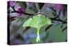 USA, Pennsylvania. Luna Moth on Cherry Tree in Spring-Jaynes Gallery-Stretched Canvas