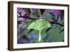 USA, Pennsylvania. Luna Moth on Cherry Tree in Spring-Jaynes Gallery-Framed Photographic Print