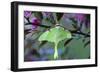 USA, Pennsylvania. Luna Moth on Cherry Tree in Spring-Jaynes Gallery-Framed Photographic Print