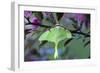 USA, Pennsylvania. Luna Moth on Cherry Tree in Spring-Jaynes Gallery-Framed Photographic Print