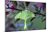 USA, Pennsylvania. Luna Moth on Cherry Tree in Spring-Jaynes Gallery-Mounted Photographic Print