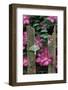 USA, Pennsylvania. Luna Moth on Fence with Pink Clematis-Jaynes Gallery-Framed Photographic Print