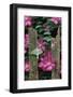 USA, Pennsylvania. Luna Moth on Fence with Pink Clematis-Jaynes Gallery-Framed Photographic Print