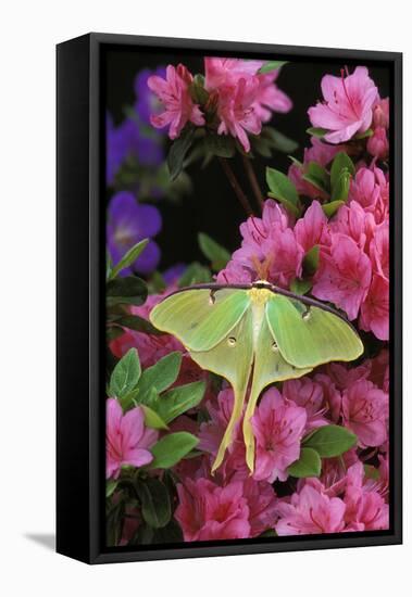 USA, Pennsylvania. Luna Moth on Pink Clematis-Jaynes Gallery-Framed Stretched Canvas
