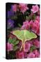 USA, Pennsylvania. Luna Moth on Pink Clematis-Jaynes Gallery-Stretched Canvas