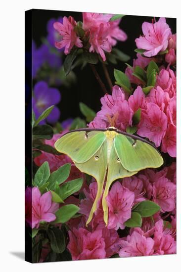 USA, Pennsylvania. Luna Moth on Pink Clematis-Jaynes Gallery-Stretched Canvas