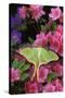 USA, Pennsylvania. Luna Moth on Pink Clematis-Jaynes Gallery-Stretched Canvas