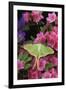 USA, Pennsylvania. Luna Moth on Pink Clematis-Jaynes Gallery-Framed Photographic Print