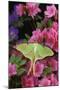 USA, Pennsylvania. Luna Moth on Pink Clematis-Jaynes Gallery-Mounted Photographic Print