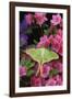 USA, Pennsylvania. Luna Moth on Pink Clematis-Jaynes Gallery-Framed Photographic Print