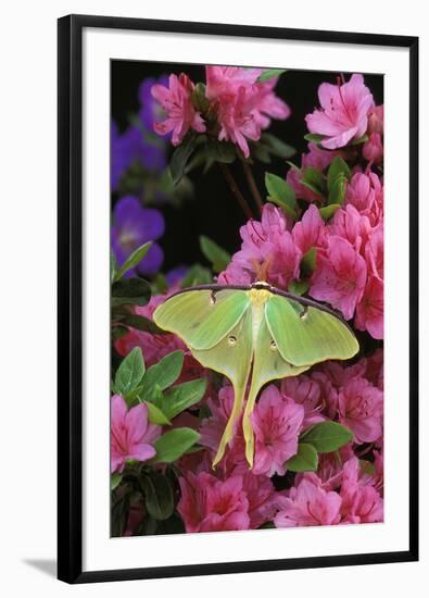 USA, Pennsylvania. Luna Moth on Pink Clematis-Jaynes Gallery-Framed Photographic Print