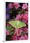 USA, Pennsylvania. Luna Moth on Pink Clematis-Jaynes Gallery-Framed Photographic Print