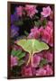 USA, Pennsylvania. Luna Moth on Pink Clematis-Jaynes Gallery-Framed Photographic Print