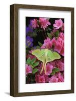 USA, Pennsylvania. Luna Moth on Pink Clematis-Jaynes Gallery-Framed Photographic Print