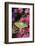 USA, Pennsylvania. Luna Moth on Pink Clematis-Jaynes Gallery-Framed Photographic Print